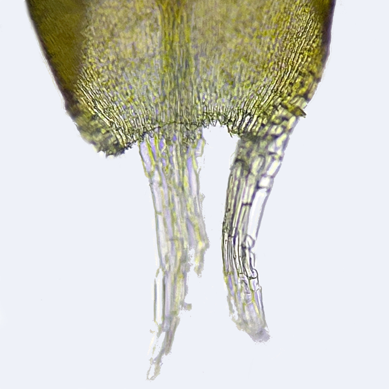 Hygrohypnum ochraceum